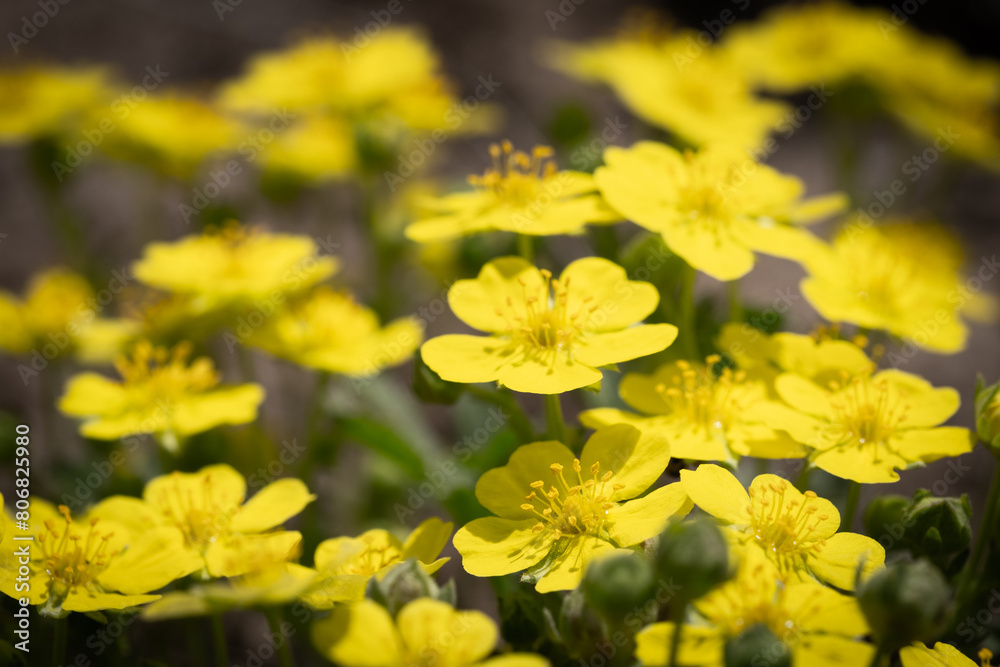 Caltha palustris is a species of flowering plant in the family Calthaceae. Caltha palustris is a species of flowering plant in the family Calthaceae.