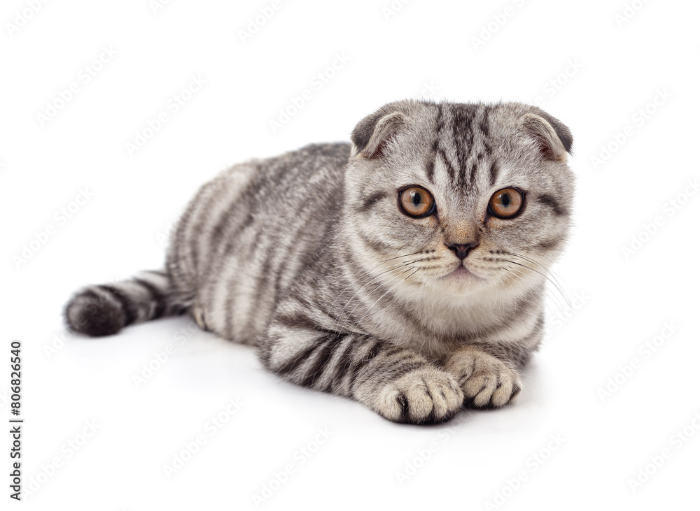 Fototapeta premium Gray beautiful cat.