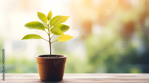 Green leafy small potted plant