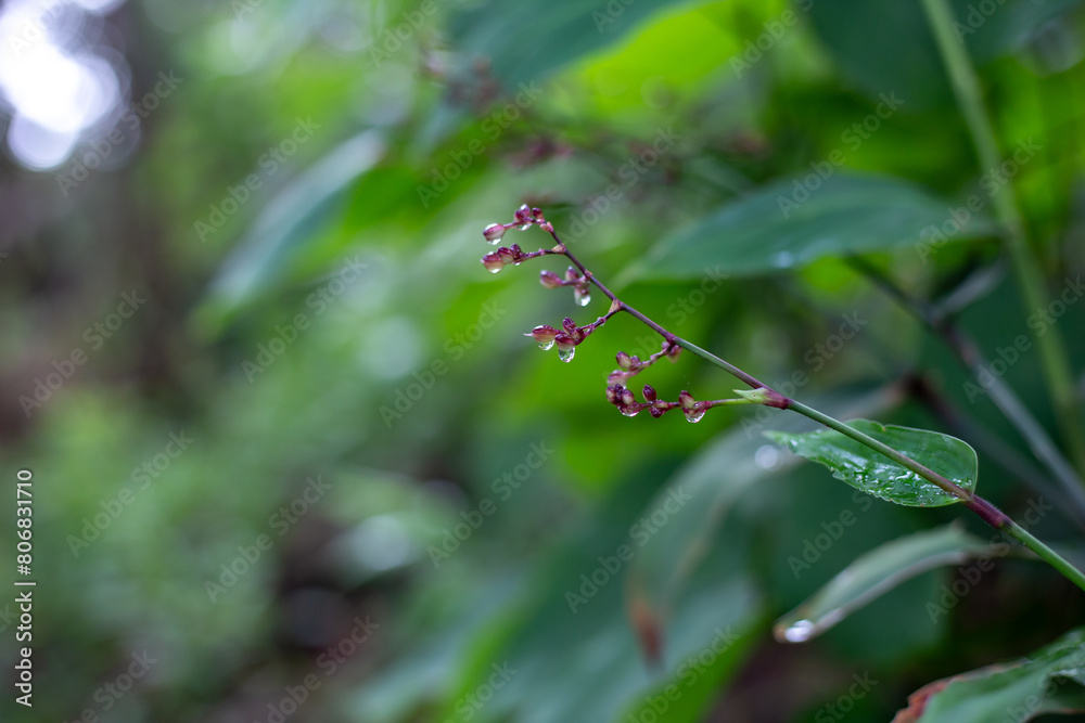 Selective focus, small purple wildflowers drenched in dew in the rainy season forest. Many plants have grown. Feel the freshness and coolness of the rainforest. Selective focus, small purple wildflowers drenched in dew in the rainy season forest. Many plants have grown. Feel the freshness and coolness of the rainforest.