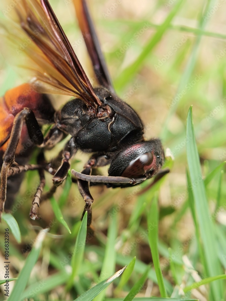 Close-up of dead insect on grass. Close-up of dead insect on grass.