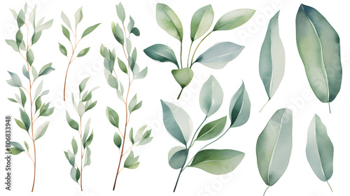Digital eucalyptus watercolor set  print pattern flower abstract graphic poster background