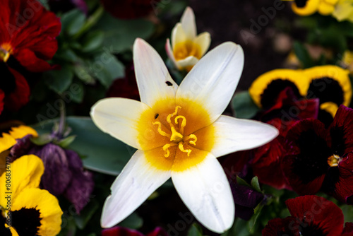 fleur de tulipe blanche ouverte en forme de soleil avec en son centre un beau pistil jaune en gros plan