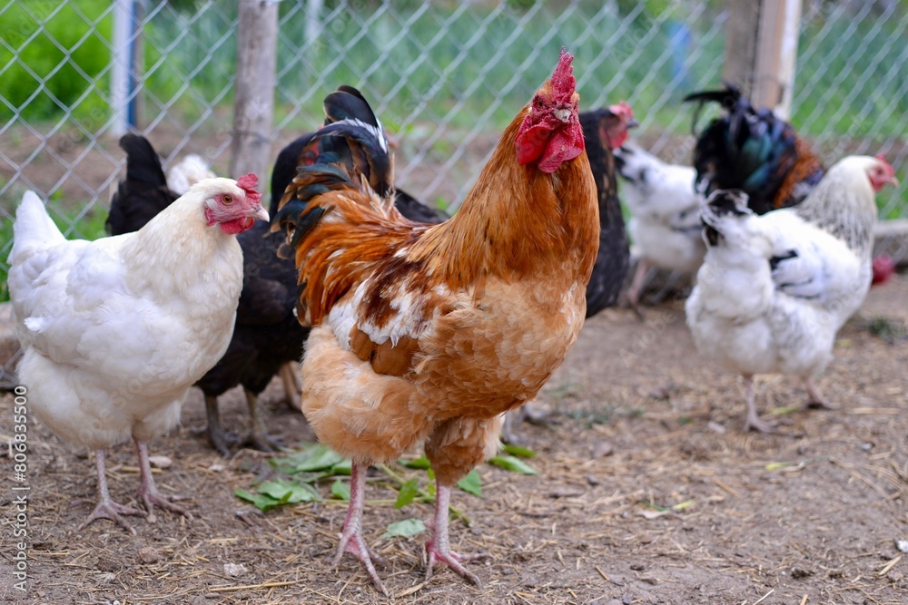 Fototapeta premium rooster and hens on the farm