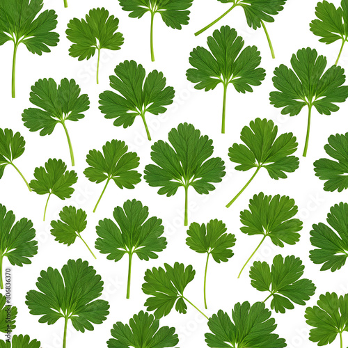 Seamless background of green parsley isolated. Fresh herbs. Healthy eating, vegetarian diet, organic food.