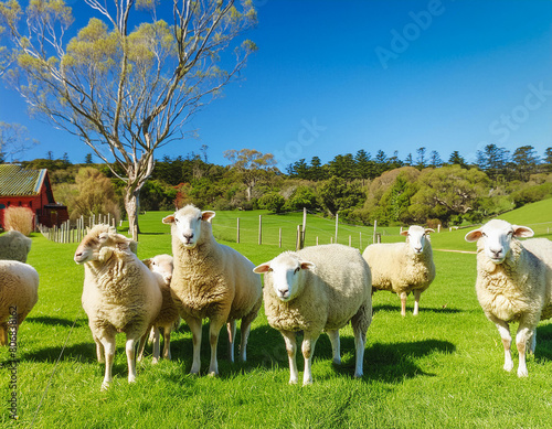 Sheep in farm paddock with green grass and blue sky photo