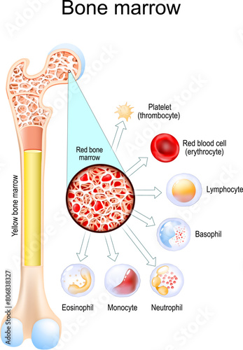 Yellow bone marrow and Red bone marrow. Blood cells develop