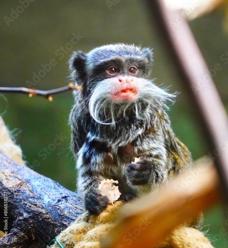close up of a spider
