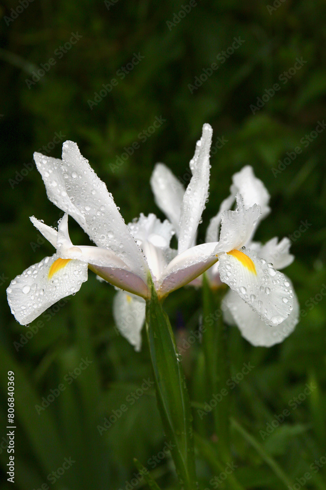 Fototapeta premium Les iris