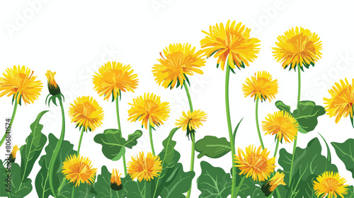 Yellow dandelions with leaves on white background vector