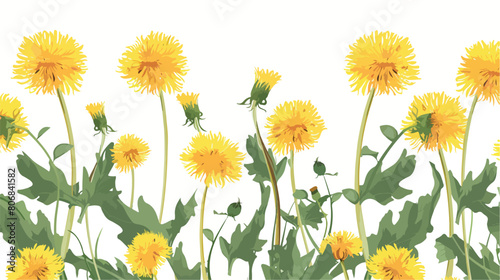 Yellow dandelions with leaves on white background vector