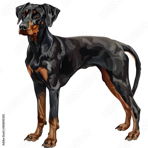 Clipart illustration of a doberman pinscher dog breed on a white background. Suitable for crafting and digital design projects.[A-0001]
