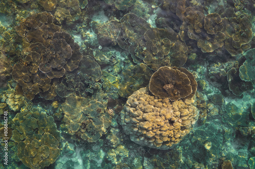 Fototapeta Naklejka Na Ścianę i Meble -  High angle view of corals and coral reef in turquoise water at low tide at the coast of Weh island, Sumatra, Indonesia.