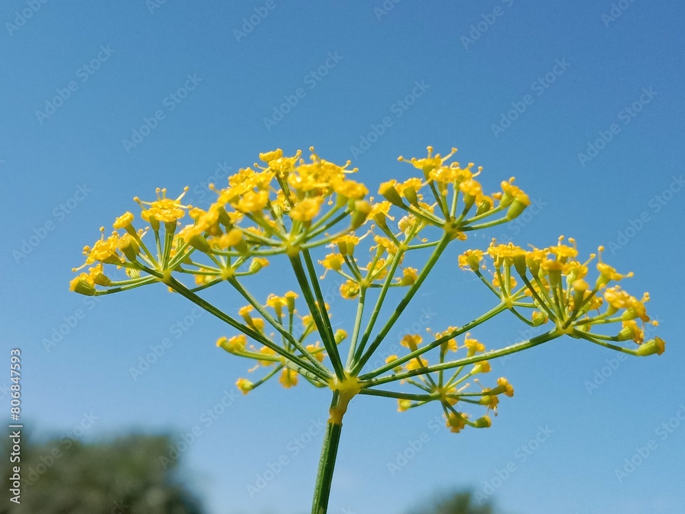 Anethum graveolens flowers .garden dill flowers or yellow cluster of flowers of garden dill. Garden dill flower pattern background Anethum graveolens flowers .garden dill flowers or yellow cluster of flowers of garden dill. Garden dill flower pattern background