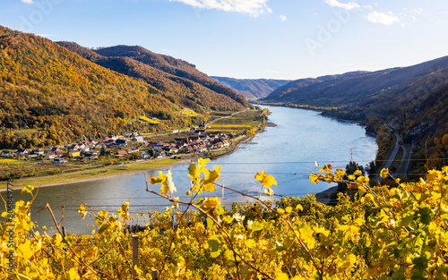 Wachau Austria in autumn colored leaves and vineyards