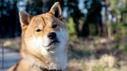 Cute shiba inu dog in a beautiful forest © I