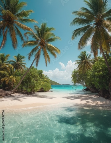 palm trees on the beach