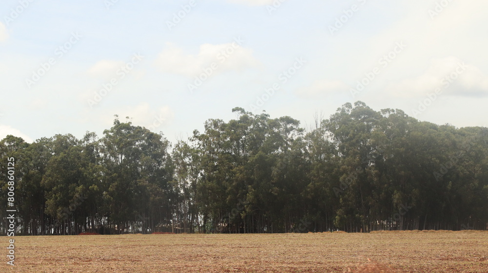 Fototapeta premium agricultural field at daytime harvest