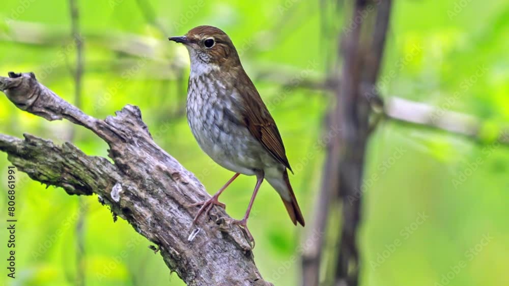A redstart bird (Rufous-tailed Robin) in the woods. A redstart bird (Rufous-tailed Robin) in the woods.