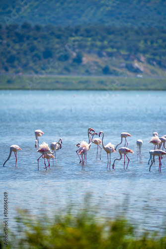 Captivating Flamingo Ballet in Albanian Lagoons © netdrimeny