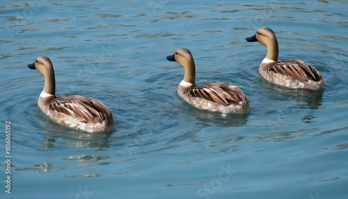 Ducks-In-A-Synchronized-Swimming-Formation-