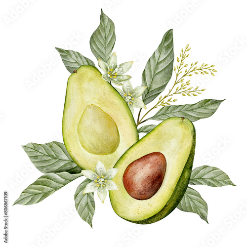 Watercolor avocado leaves and flowers illustration. Hand drawn botanical drawing. Tea leaf. Green plant vegetables on isolated background for food, cosmetic packaging design, card, invitation