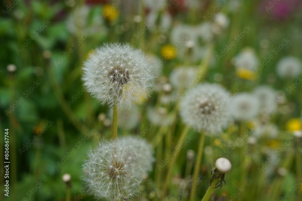 Dandelion flower in the meadow on a background of green grass