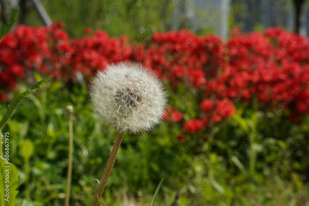 Dandelion flower in the meadow on a background of green grass Dandelion flower in the meadow on a background of green grass