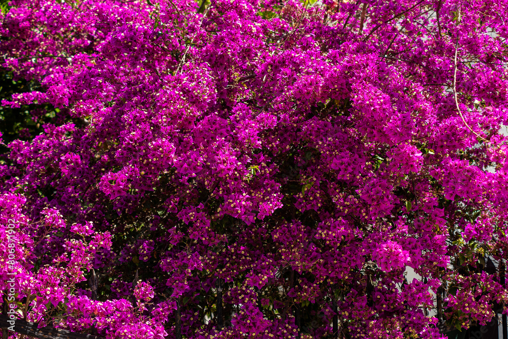 Purple bougainvillea flowers in bright colors, the largest number in a frame.