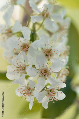 White flowers of a pear tree in spring. Shallow depth of field.