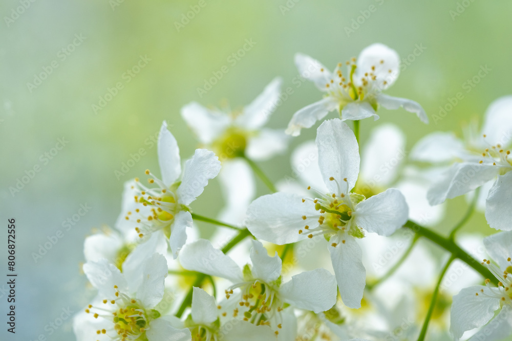 White cherry blossoms green background closeup macro photography.