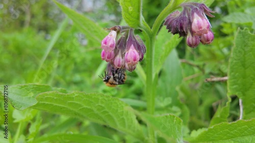 Bee Pollinating flower
