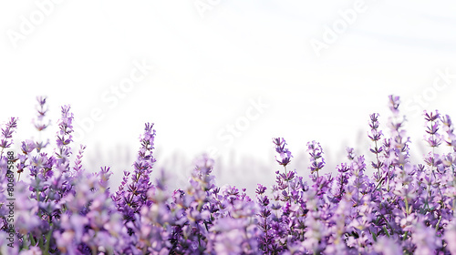 Lavender flowers border on white background. Lavender  floral background. Flat lay  top view  copy space