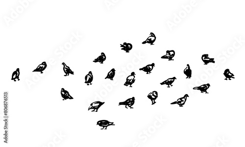 Set of different pigeons walking, standing, cleaning their plumage, Vector quick sketch, Hand drawn illustration of birds