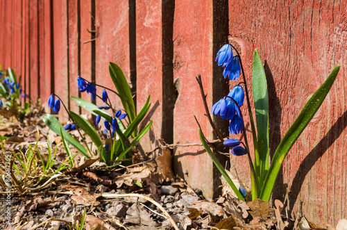 Small blue spring flowers grow by a red wooden fence, Siberian squill flowering plant sunny day in Sweden