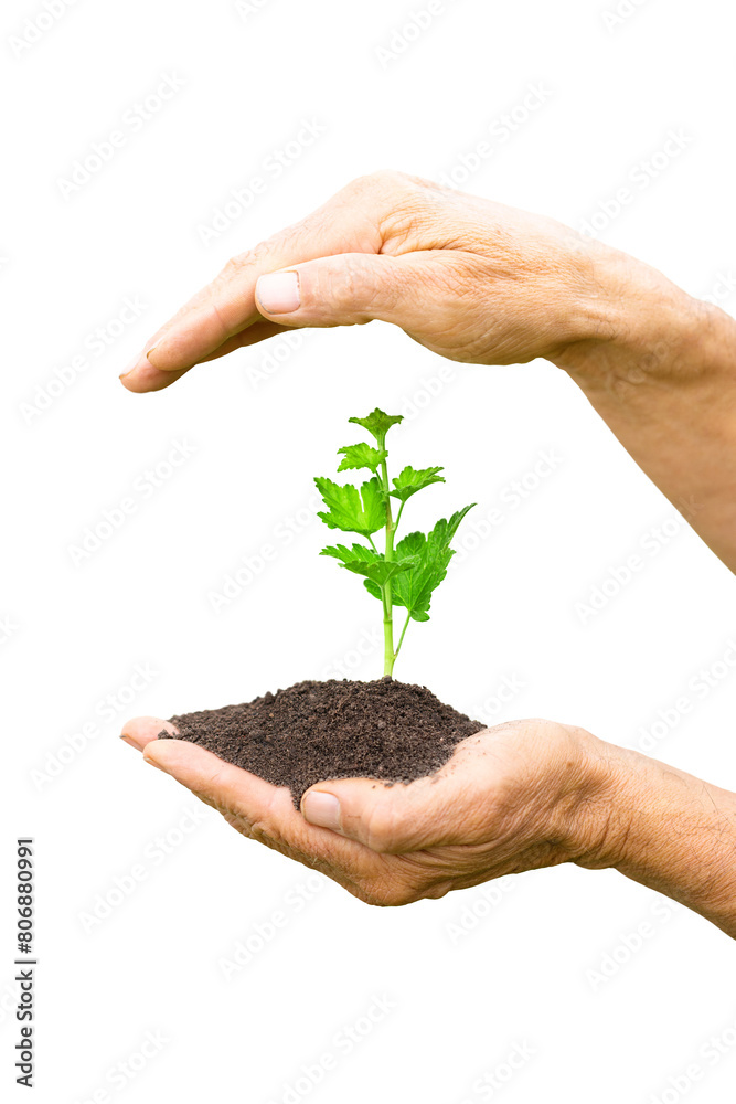 currant sprout in male hands. small seedling plant isolated on white background currant sprout in male hands. small seedling plant isolated on white background