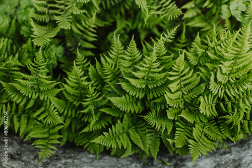 Fresh green fern leaves in a forest after the rain. Nature background.