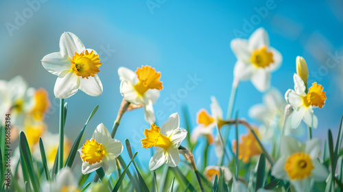 Springtime Bloom  Dazzling Daffodils Against a Backdrop of Azure Skies