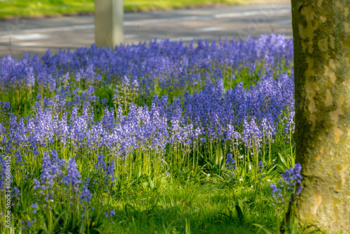 Spanish bluebell growing along the roadside, Hyacinthoides hispanica, Endymion hispanicus or Scilla hispanica is a spring-flowering bulbous perennial native to the Iberian Peninsula, Nature background photo