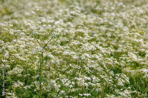 Selective focus of white flowers Cow Parsley in spring, Anthriscus sylvestris, Wild chervil or keck is a herbaceous biennial or short-lived perennial plant in the family Apiaceae, Natural background.