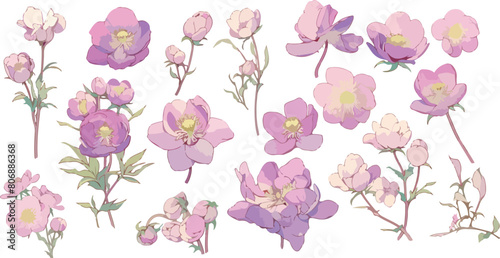 helleborus clipart vector for graphic resources
