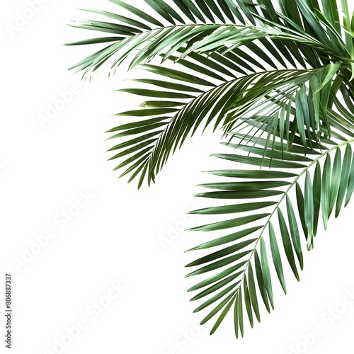 palm tree isolated on white background Generative Ai