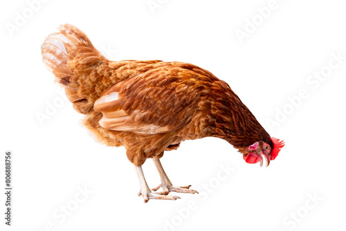 Chicken, Full body of brown chicken hen standing isolated transparent background, Laying hens farmers concept, PNG File