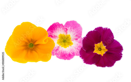 primrose flowers isolated