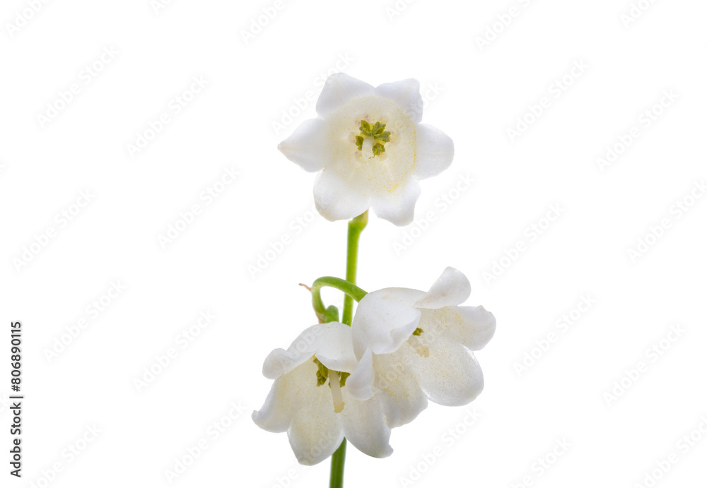 lily of the valley flowers isolated