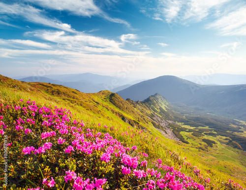 Blooming alpine meadows with magical rhododendron flowers on a sunny day. Carpathian mountains  Ukraine  Europe.