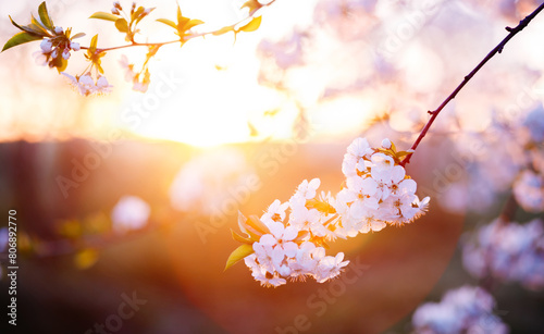 A blooming branch of a cherry tree with white flowers on a background on a sunny day.