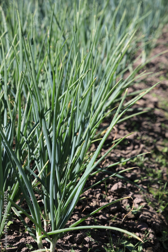 Grown shoots of green onions in sunny June vertical orientation Grown shoots of green onions in sunny June vertical orientation