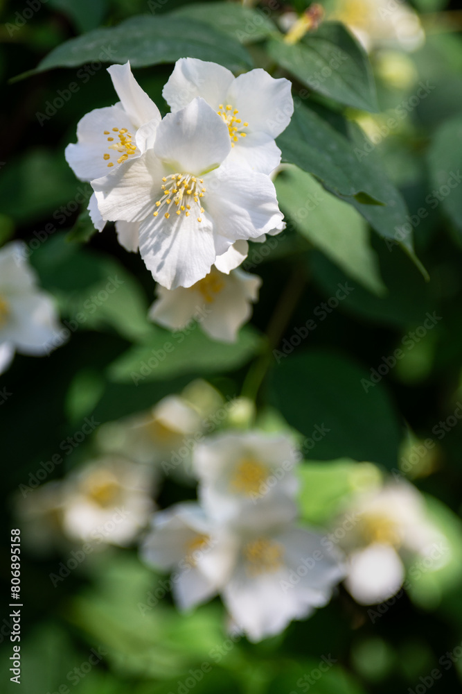 White fresh jasmine flowers. Close up. White fresh jasmine flowers. Close up.