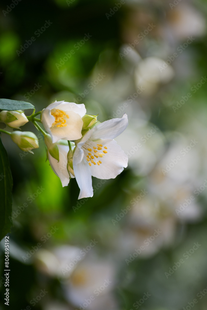 Obraz premium White fresh jasmine flowers. Close up.